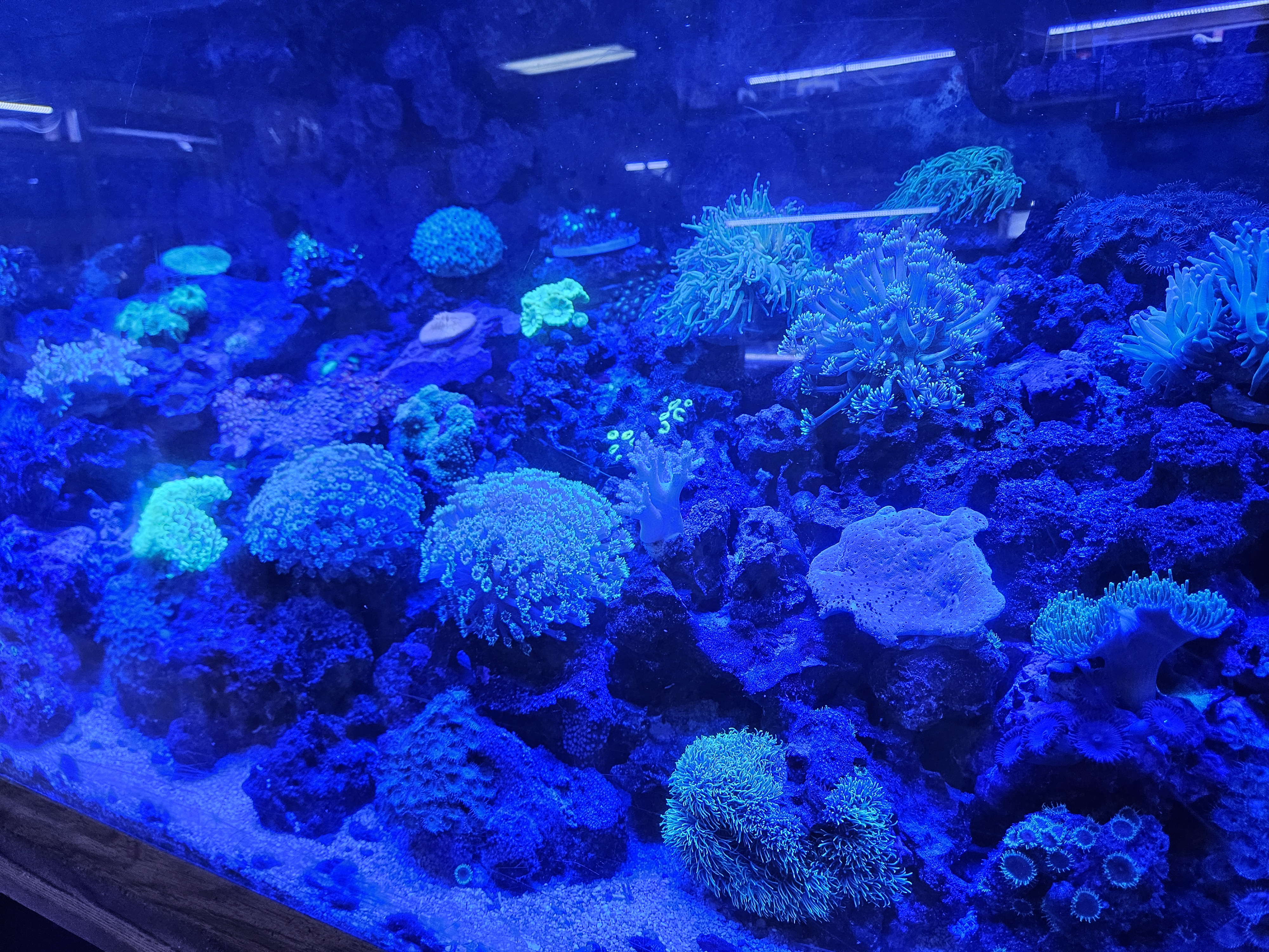 WYSIWYG Corals