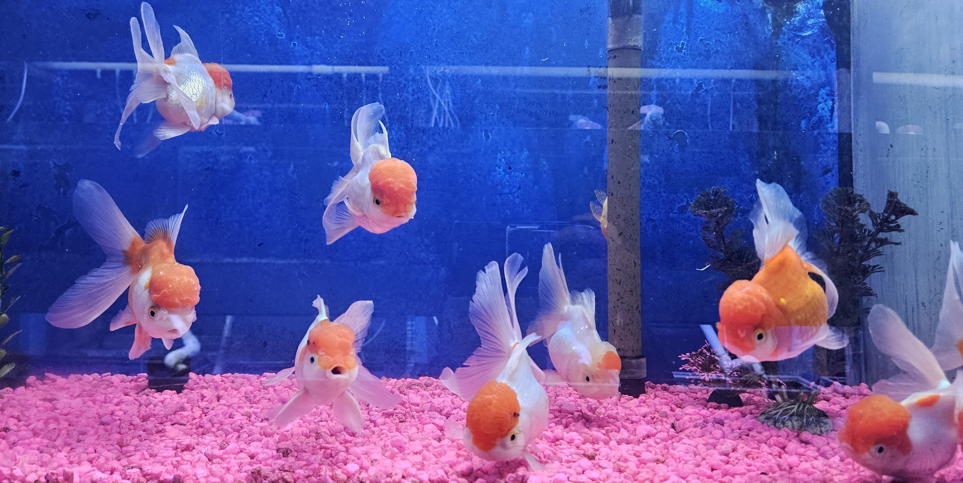 Aquarium background 2