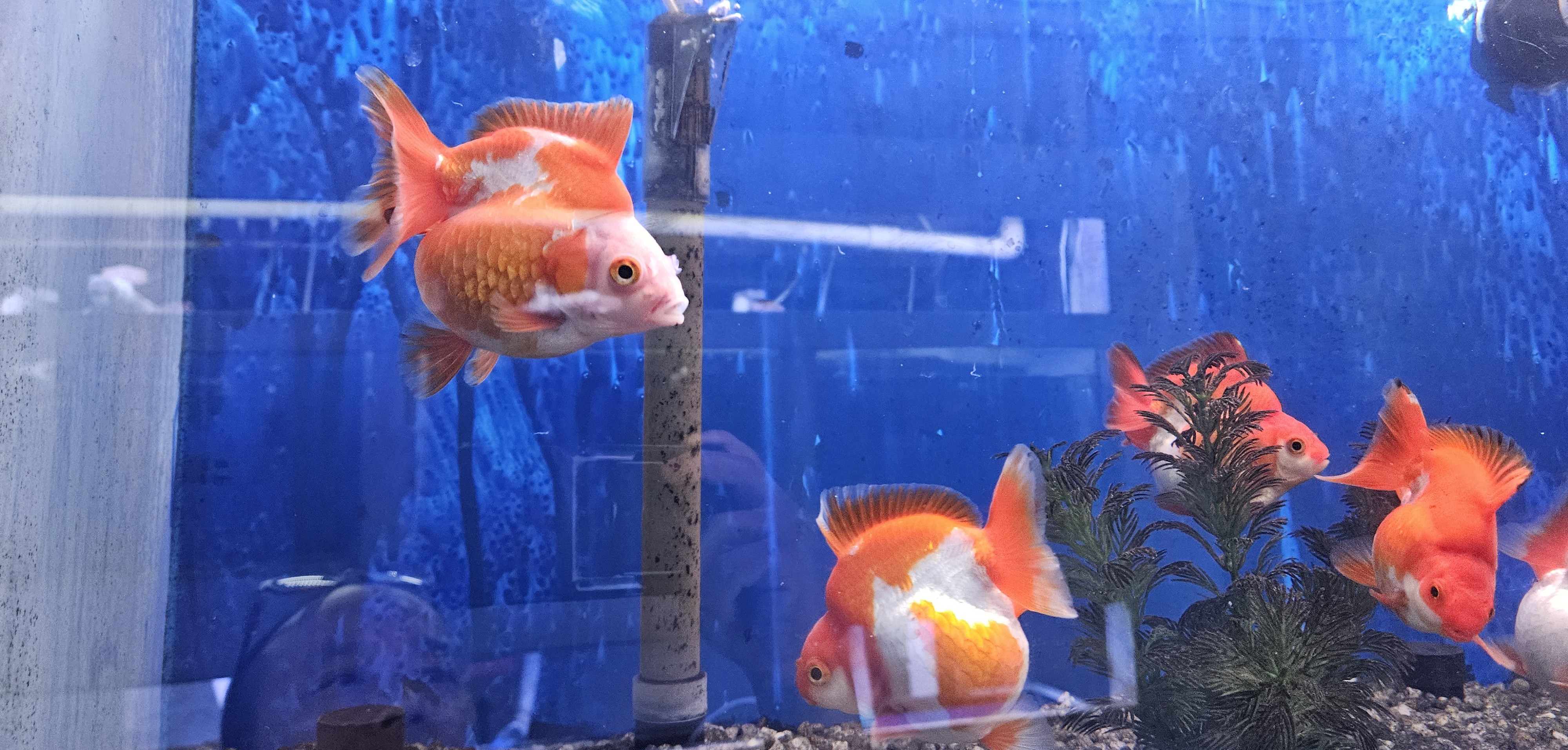 Aquarium background 3