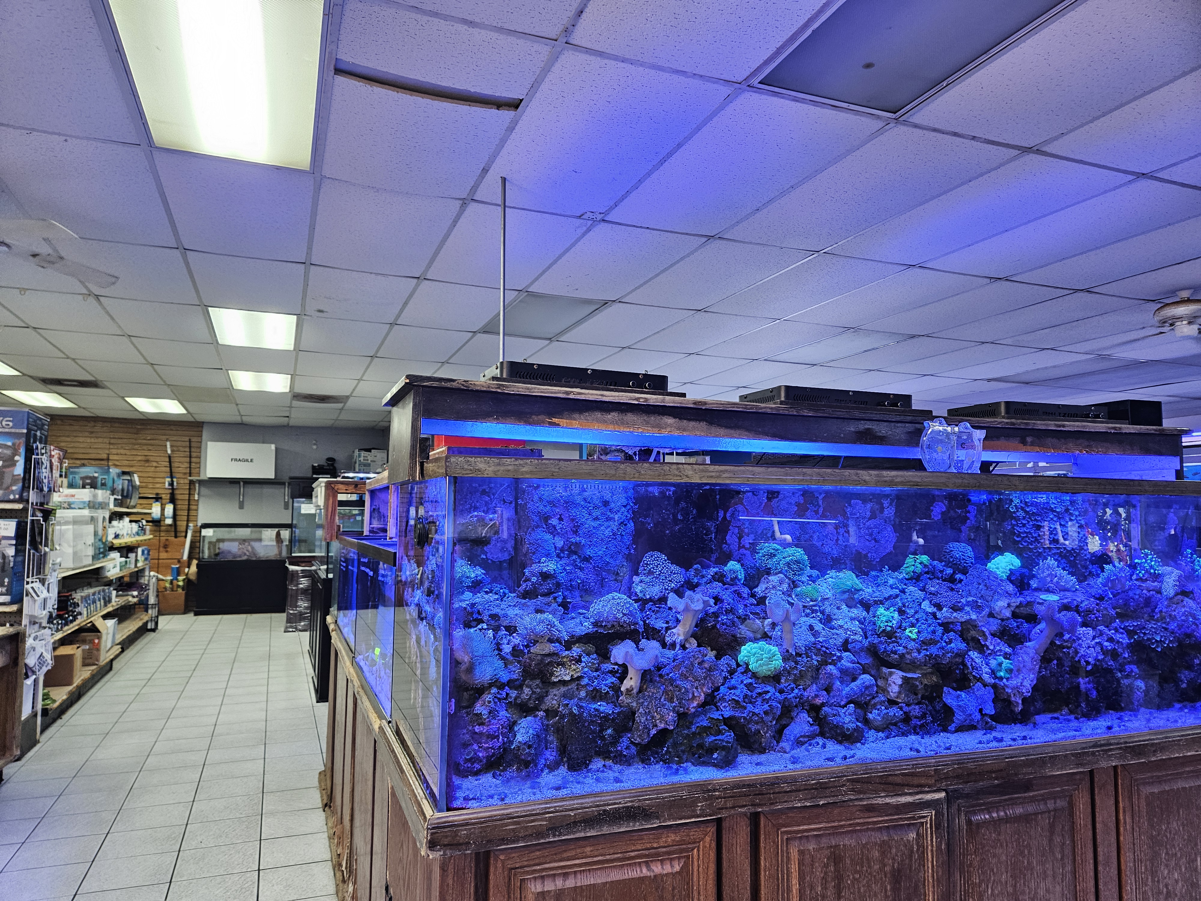 The Ultimate Guide to Saltwater Reef Success